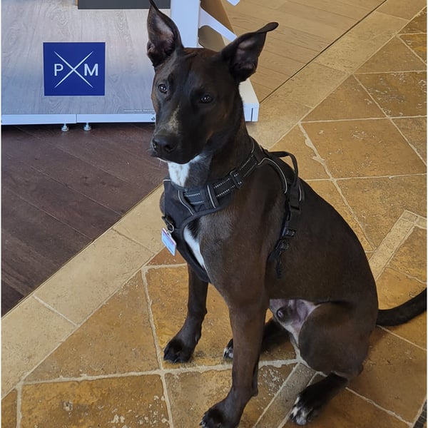 Snoopy, Floor Decor dog greeter in training.