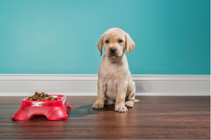 best flooring for pets