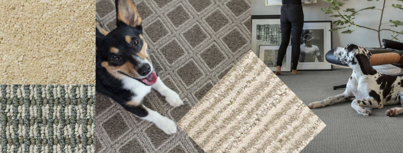 Try Tuftex Carpet for Style and Pet Protection
